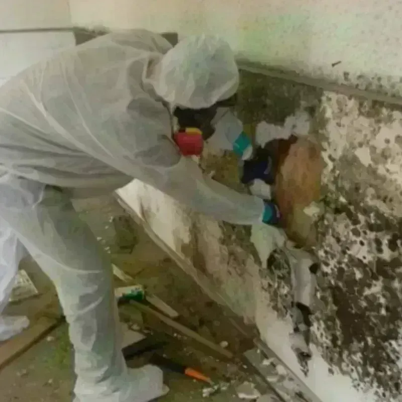 Mold Remediation and Removal in Bluffton, SC